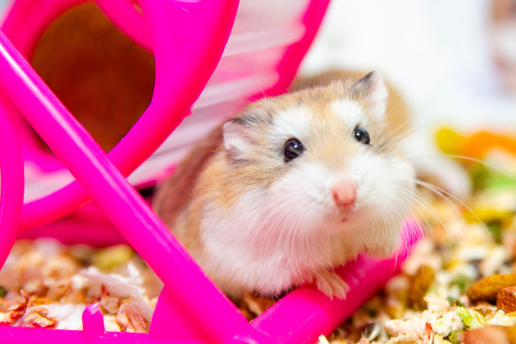 Hamster em roda de exercício na gaiola 