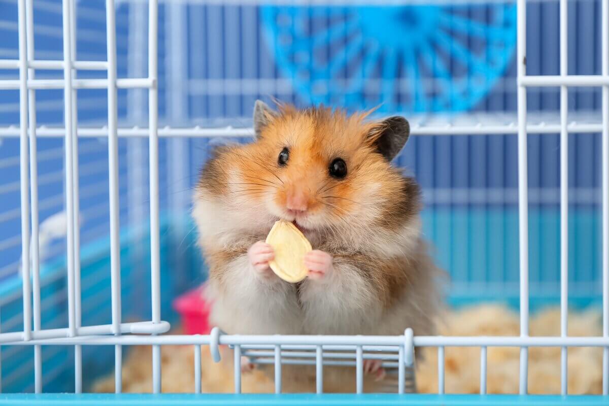 7 dicas para escolher corretamente a gaiola para um hamster