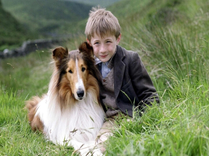 10 cachorros que fizeram sucesso no cinema 