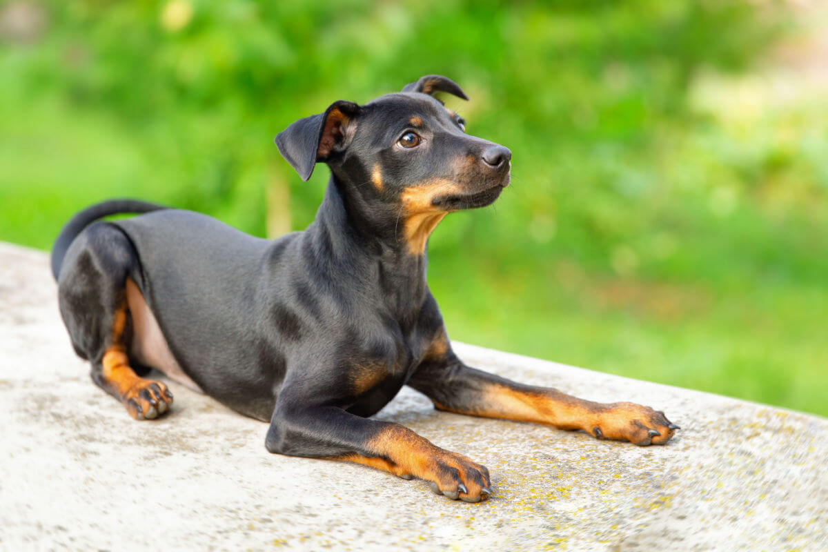 Conheça as características do cachorro da raça pinscher