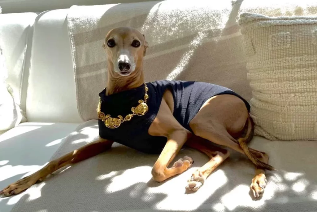 Cachorro da raça galgo italiano deitado em sofá branco com blusa de gola preta e colar dourado.