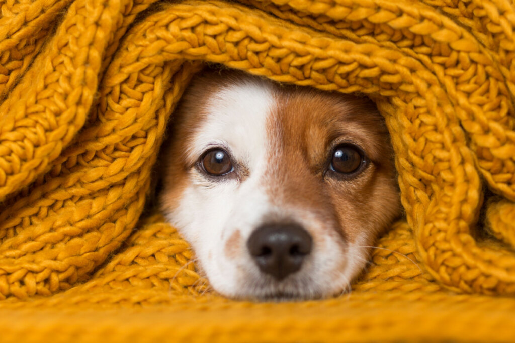 Rosto de cachorro com cobertor de lã amarelo em volta