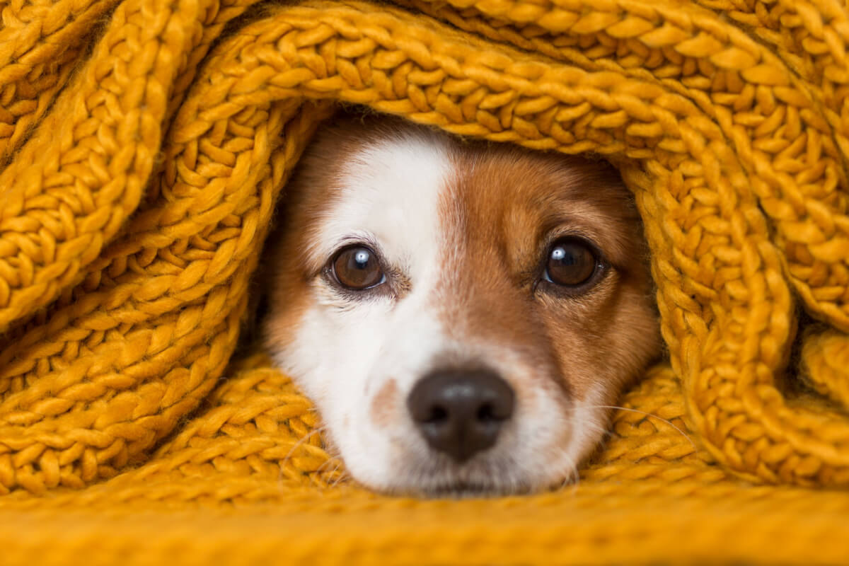 6 dicas para identificar se seu cachorro está com frio 