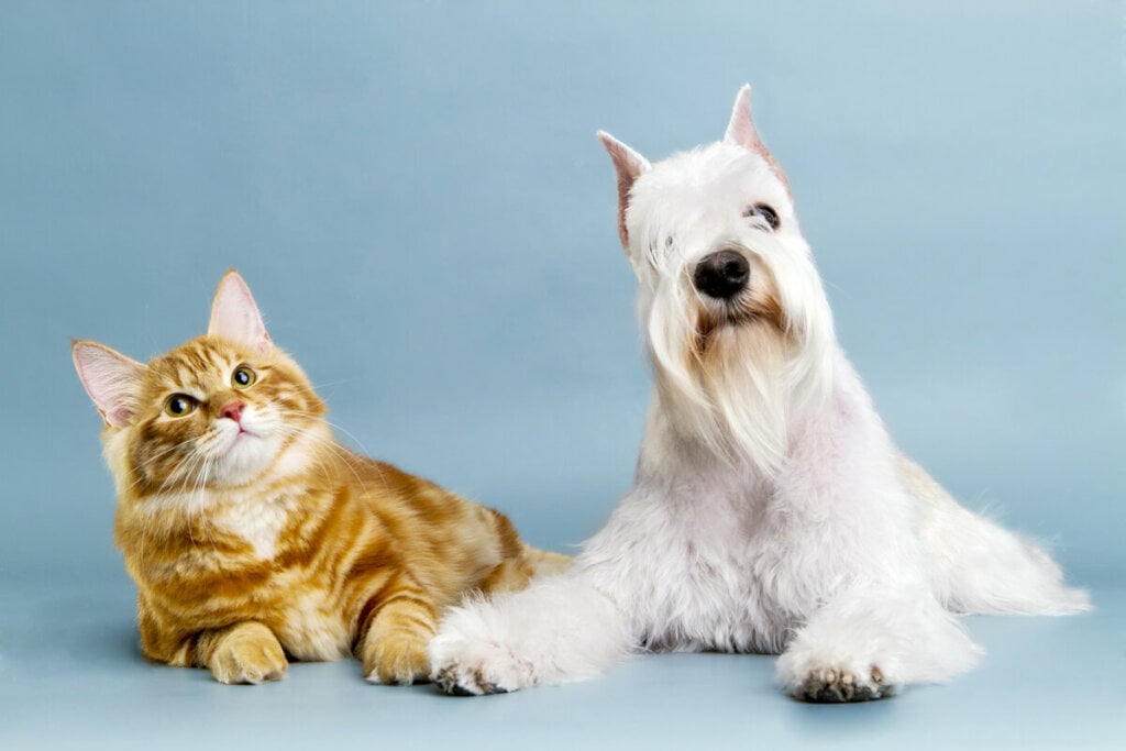 Cachorro e gato deitados em um fundo azul