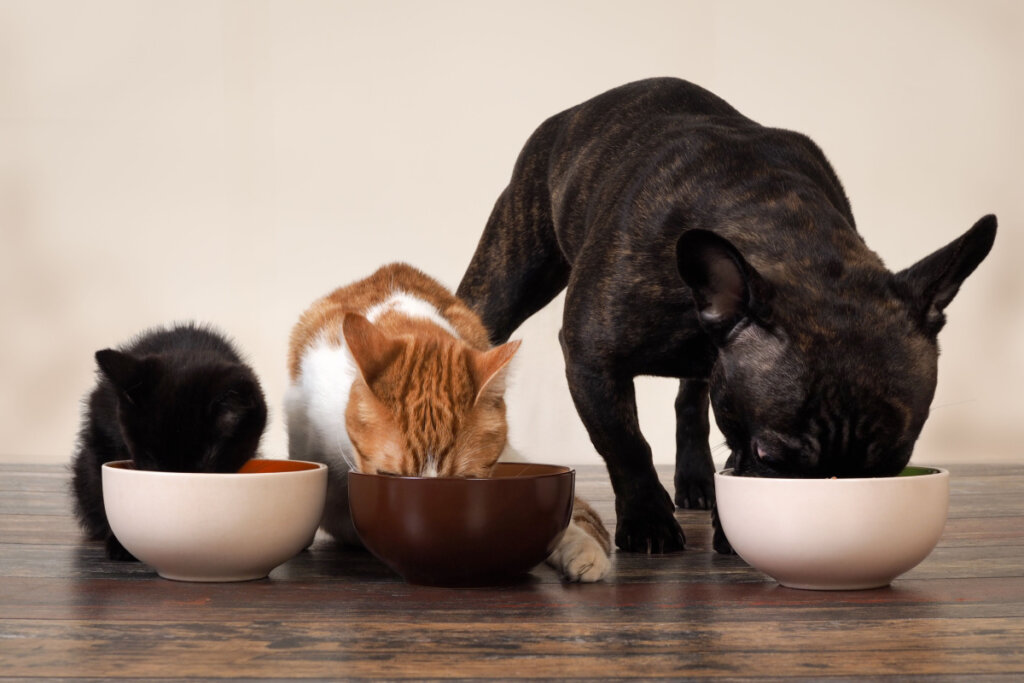 Gato preto, gato laranja e cachorro preto comendo em recipientes