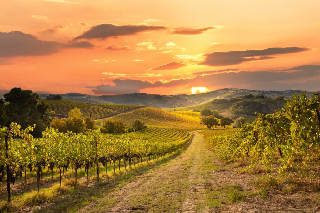 Vinhedo com por do sol e montanhas