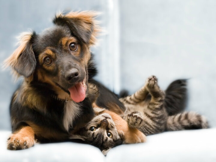 5 maneiras de prevenir doenças renais em cães e gatos