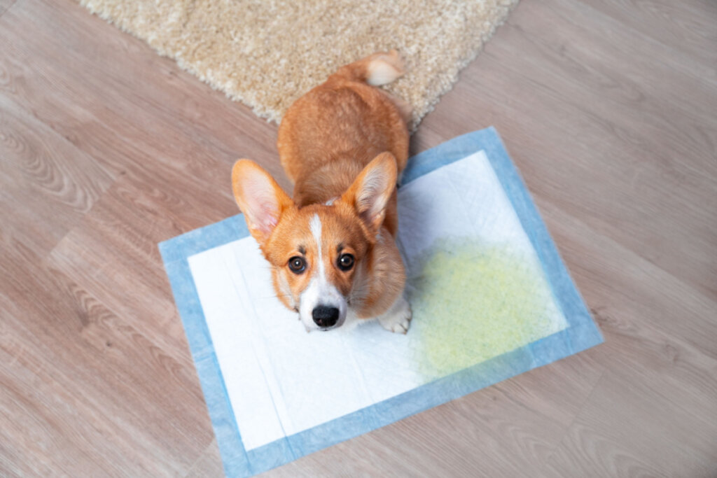 Corgi pequeno em cima de fralda no chão do banheiro