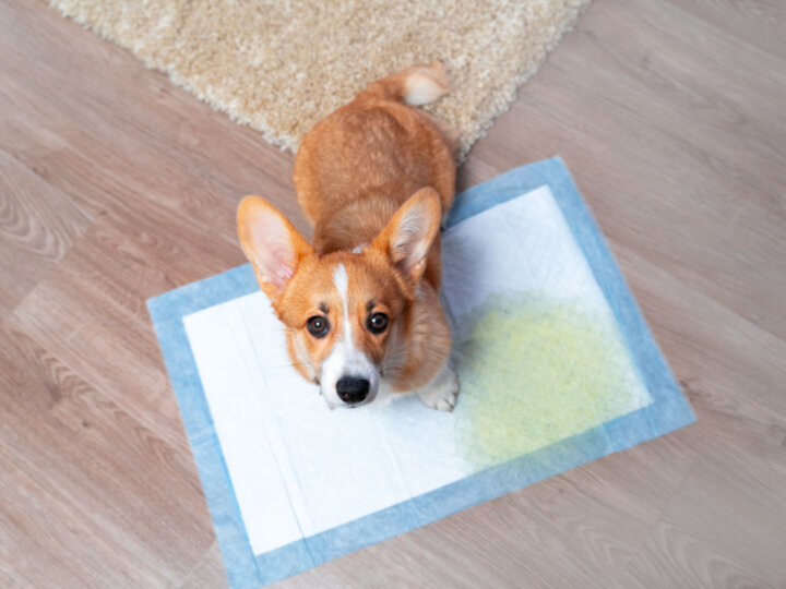 6 itens para o banheiro do cachorro em casa