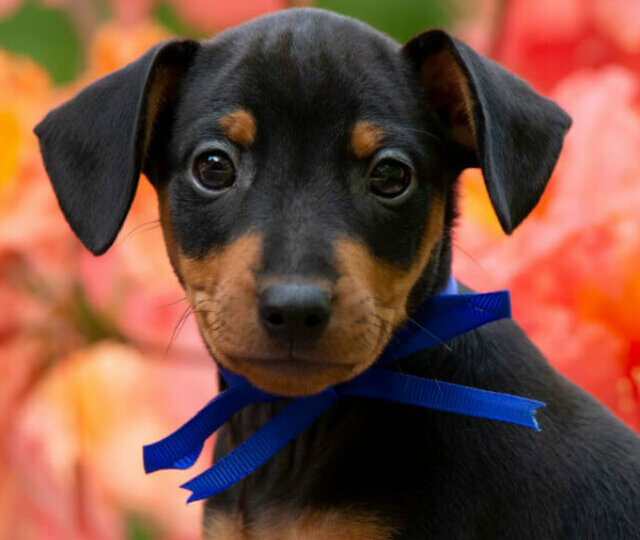 10 motivos para ter um pinscher em casa