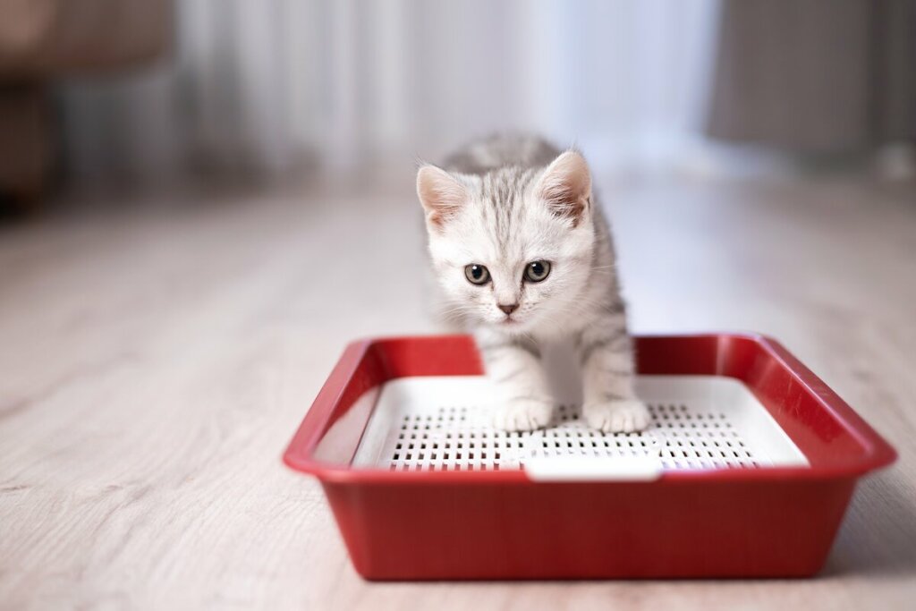 Gato branco e cinza com as duas patas em cima de uma caixa de areia vermelha