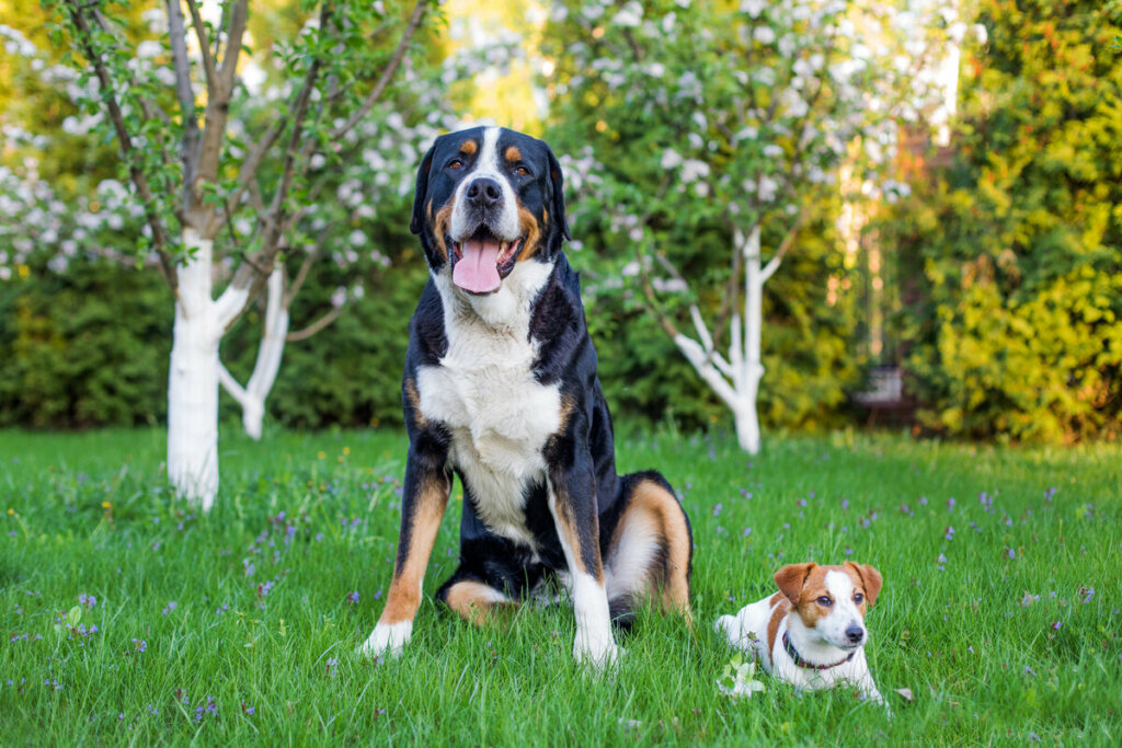 Cachorro grande e cachorro pequeno sentado em uma grama