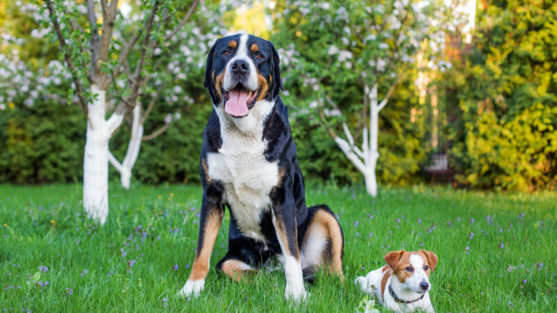 10 mitos comuns sobre os cachorros 