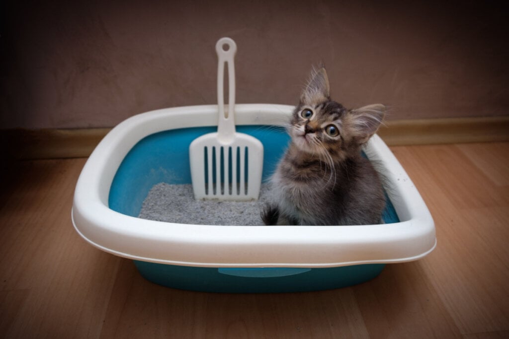 Gatinho cinza bonito sentado na caixa de areia