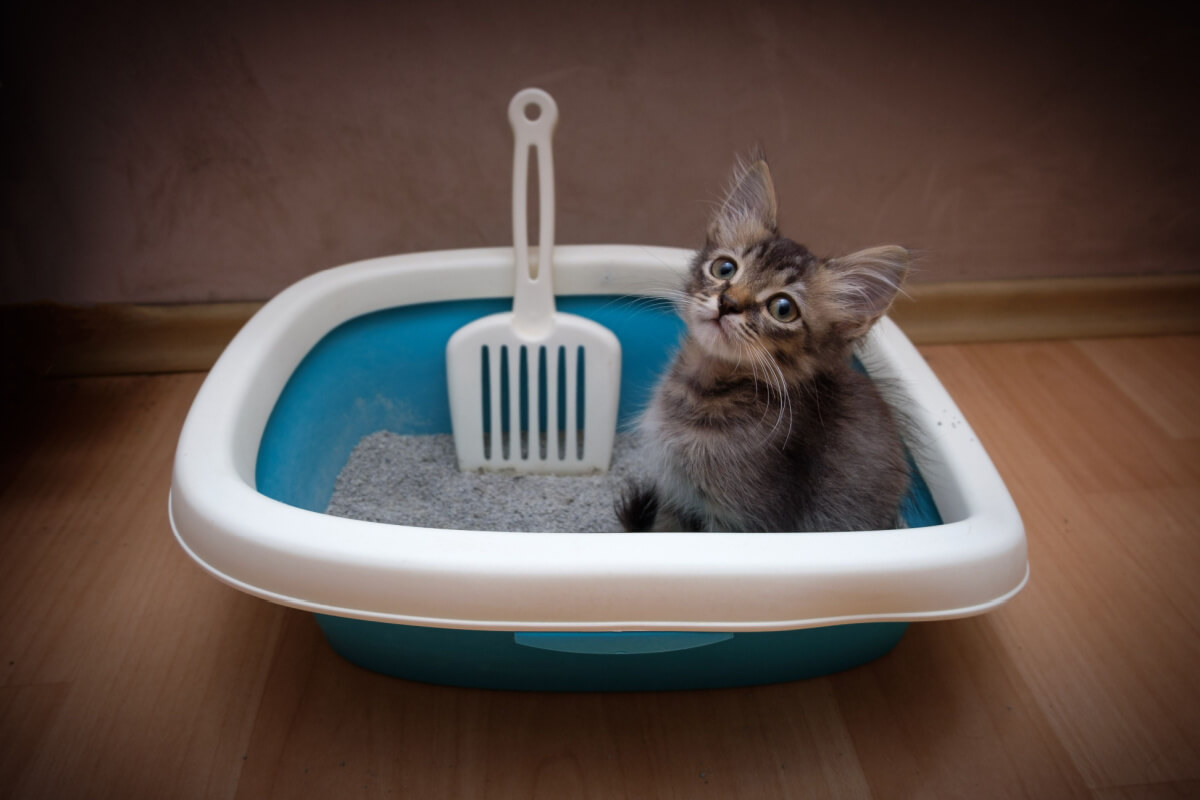 8 dicas para ensinar o filhote de gato a usar a caixa de areia