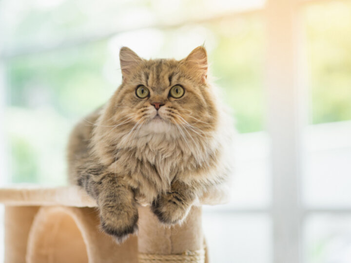 5 raças de gatos peludos para você conhecer  