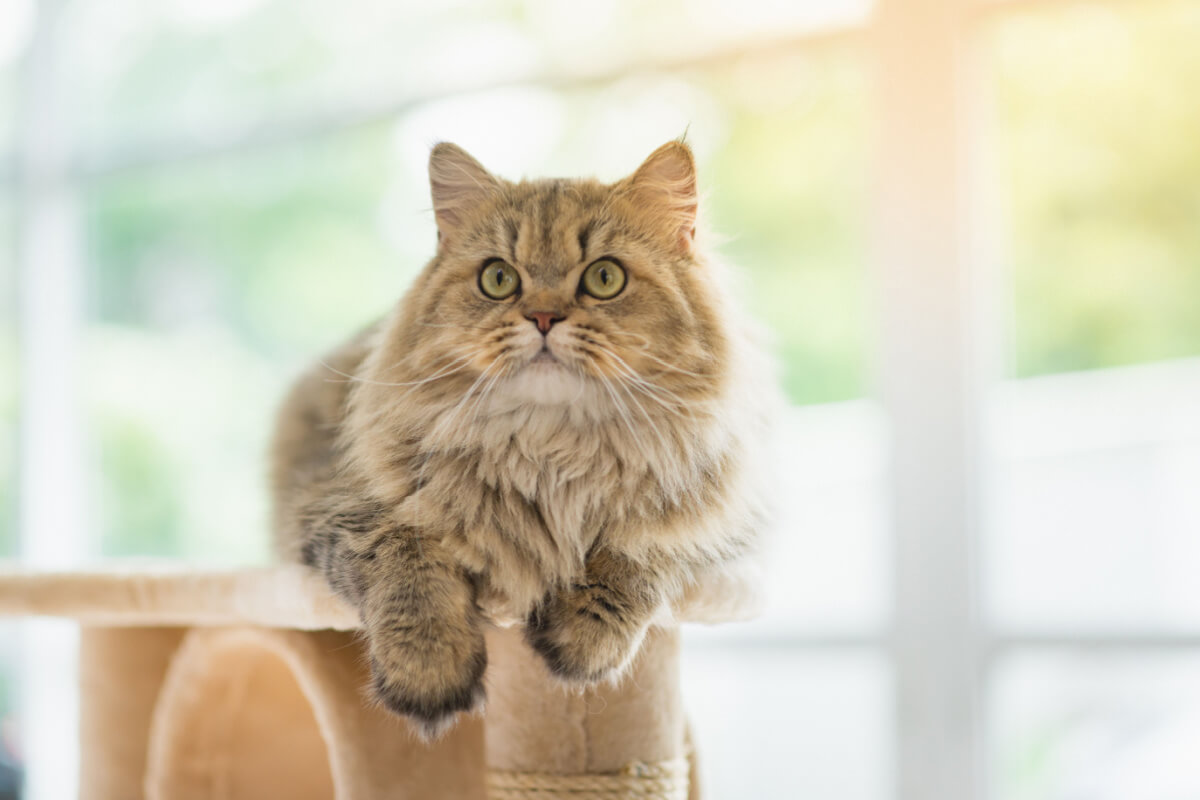 5 raças de gatos peludos para você conhecer  