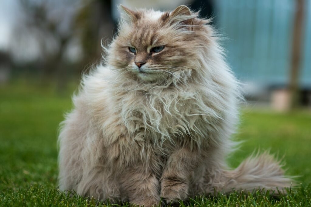 Gato siberiano sentado em grama