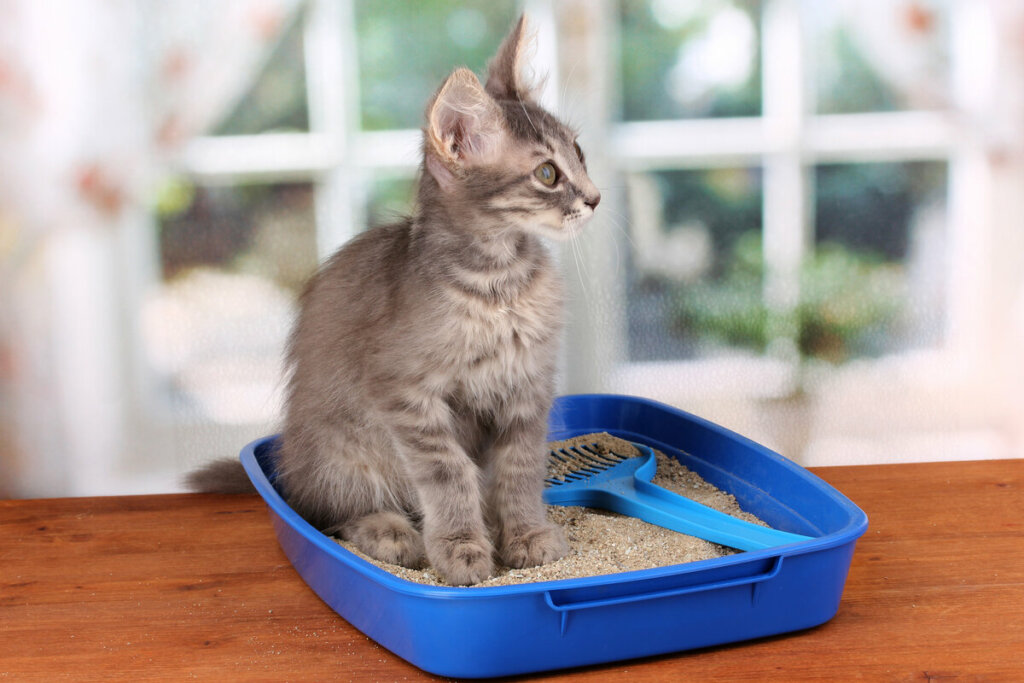 Gato cinza sentado em cima de uma caixa de areia azul