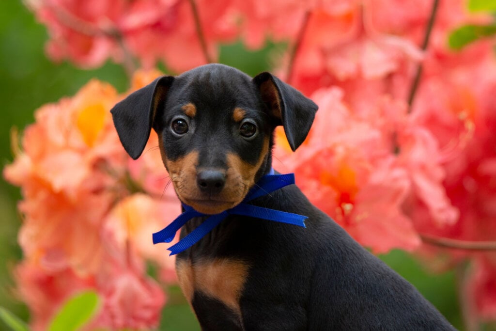 Mini pinscher em frente à flores rosas