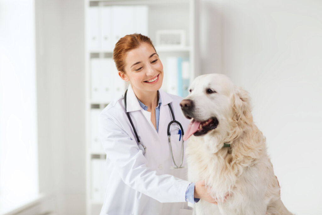 Veterinária com cão golden retriever na clínica