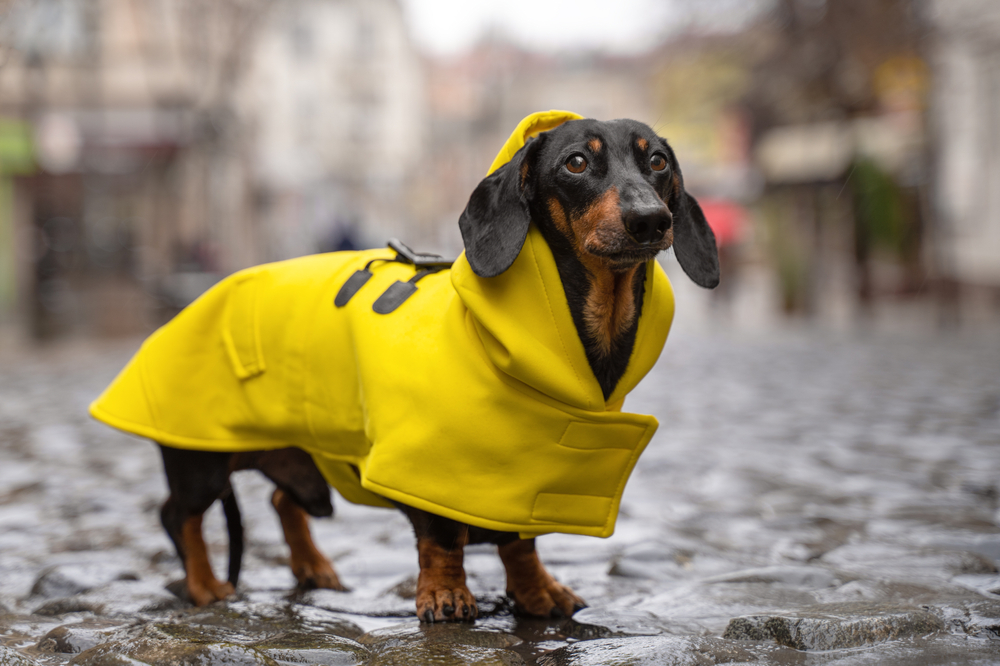 Cachorro vestido com uma capa de chuva amarela