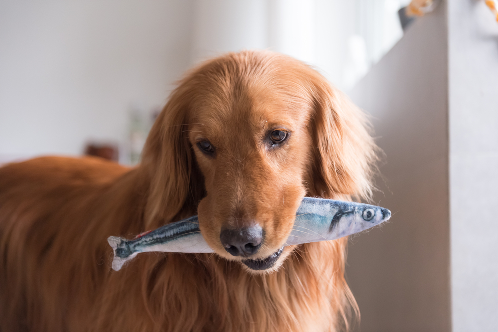 Cachorro com peixe na boca