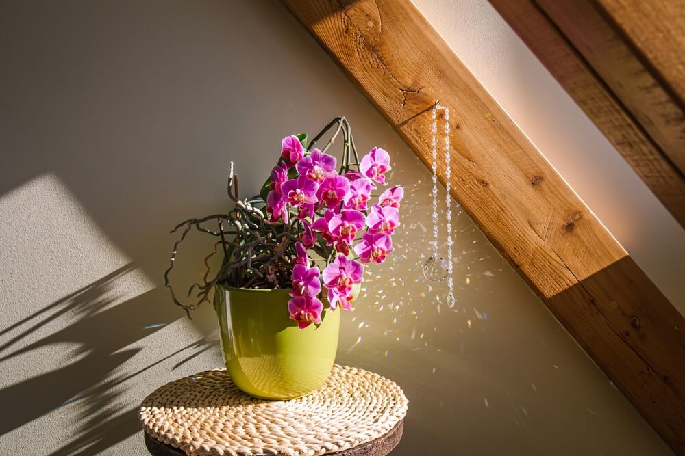 Flor de orquídea rosa em vaso verde redondo com um cristal pendurado e lançando efeito de luz e reflexo de arco-íris