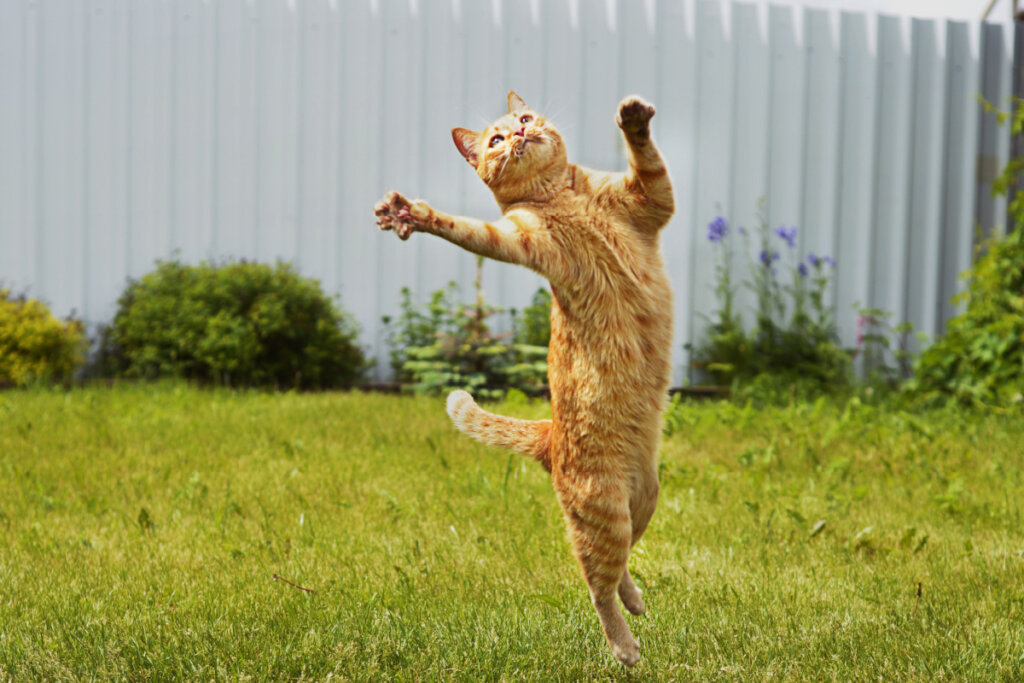 Gato pulando na grama 