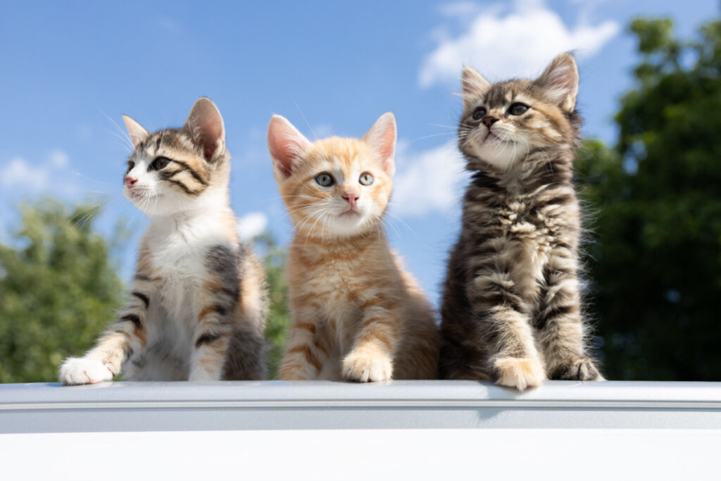 Três pequenos gatinhos sob o fundo azul do céu