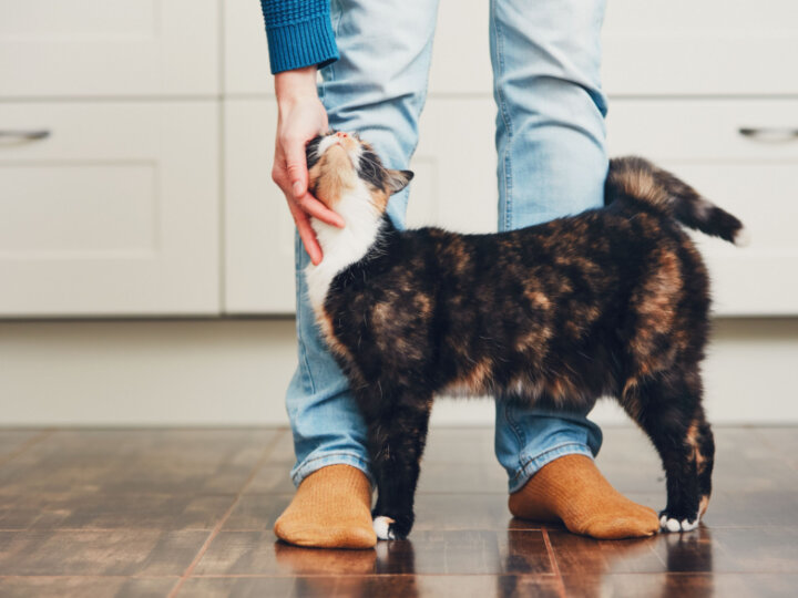 5 motivos pelos quais os gatos atacam as pernas das pessoas 