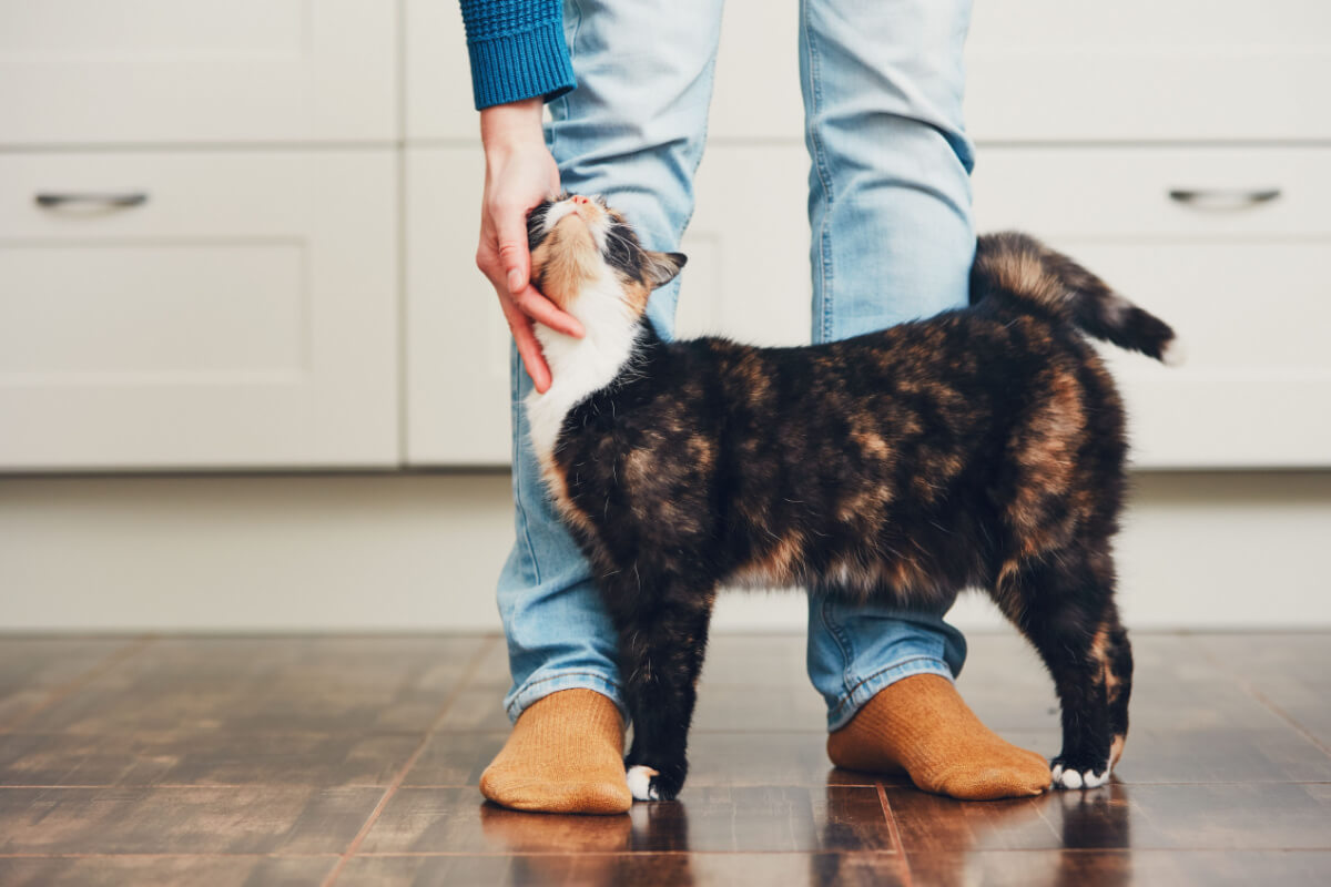 5 motivos pelos quais os gatos atacam as pernas das pessoas 