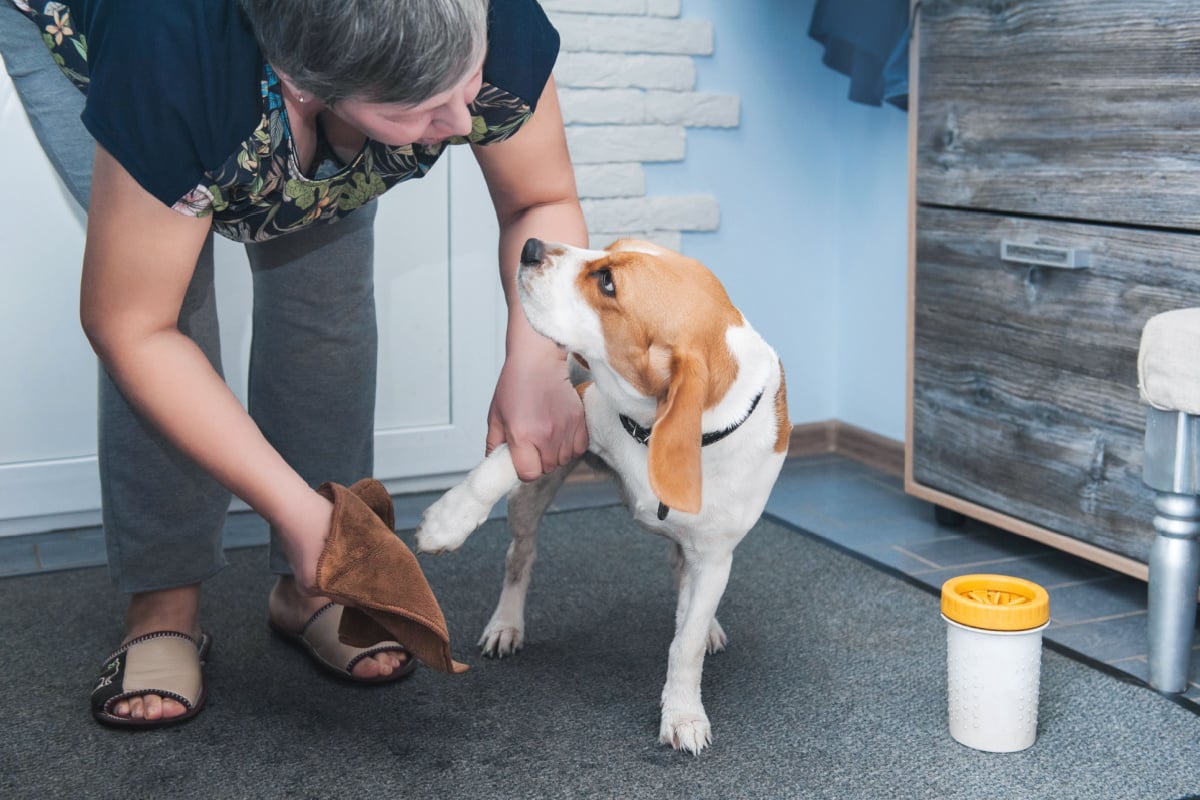 Descubra por que o cachorro tem chulé 