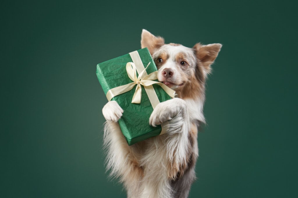 Cachorro segurando embalagem verde de presente