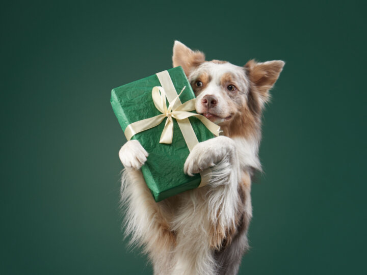 10 sugestões de presentes para cachorro 