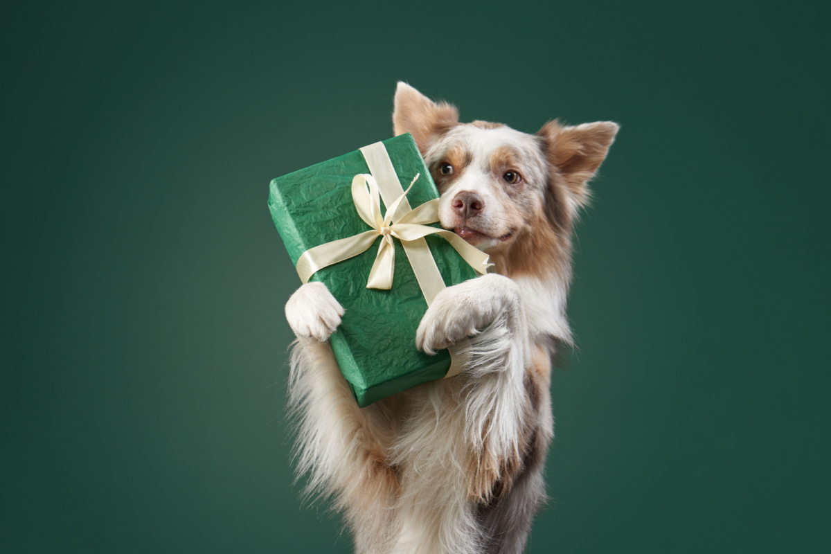 10 sugestões de presentes para cachorro 
