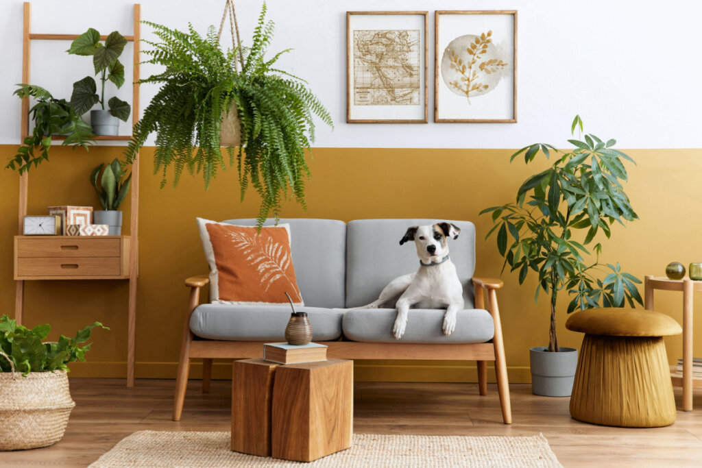 Interior elegante da sala de estar com móveis de design, pufe de ouro, planta, molduras de pôster simuladas, tapete, acessórios e lindo cachorro deitado no sofá em uma decoração aconchegante.