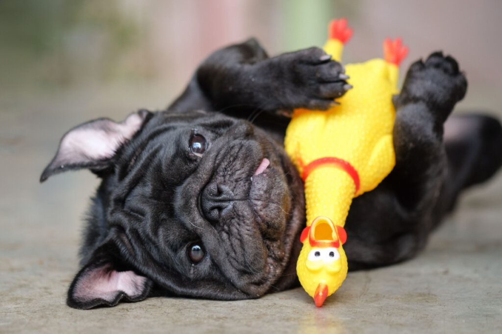 Pug preto abraçado com brinquedo de galinha de plástico