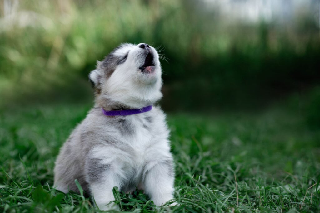 Cachorrinho cinza de malamute do Alasca com colarinho roxo uivando