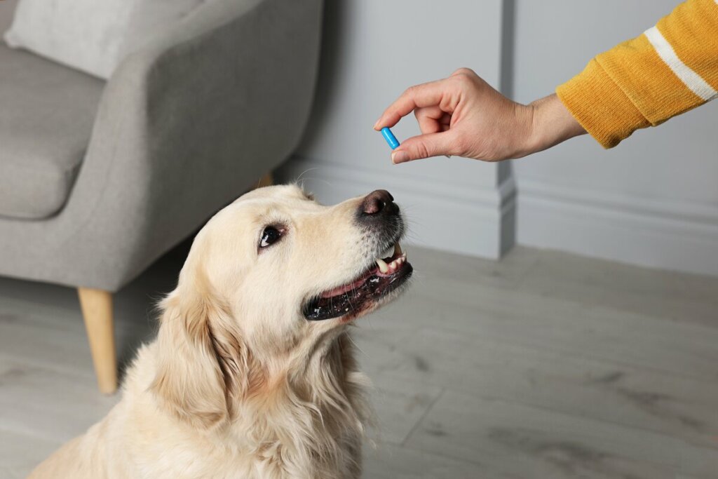 Mão feminina segurando um comprimido azul em frente a um cachorro