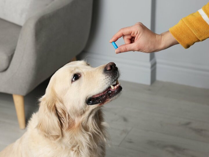 7 dicas para dar remédio em comprimido ao cachorro
