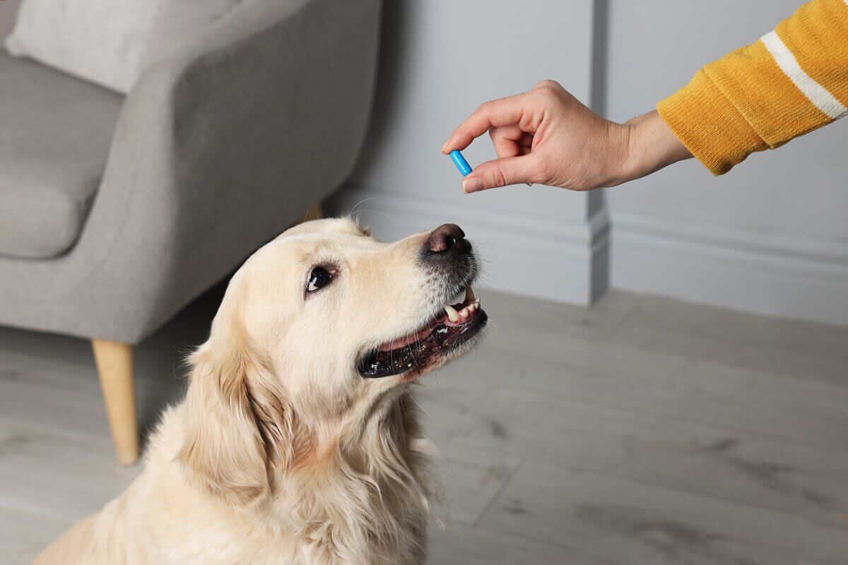 7 dicas para dar remédio em comprimido ao cachorro