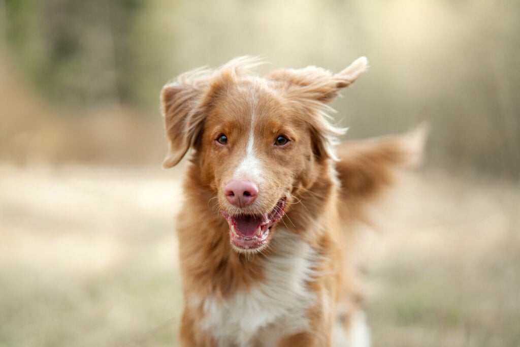 Cachorro feliz correndo em um parque