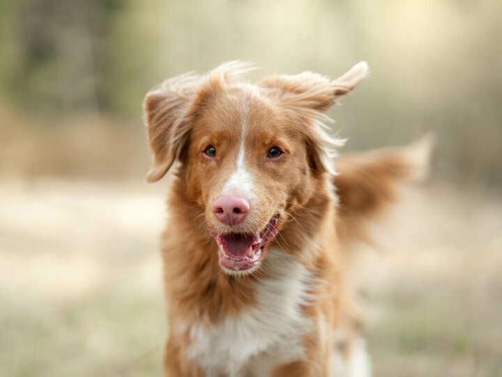 Otite canina: conheça as causas, os sintomas e saiba como evitar