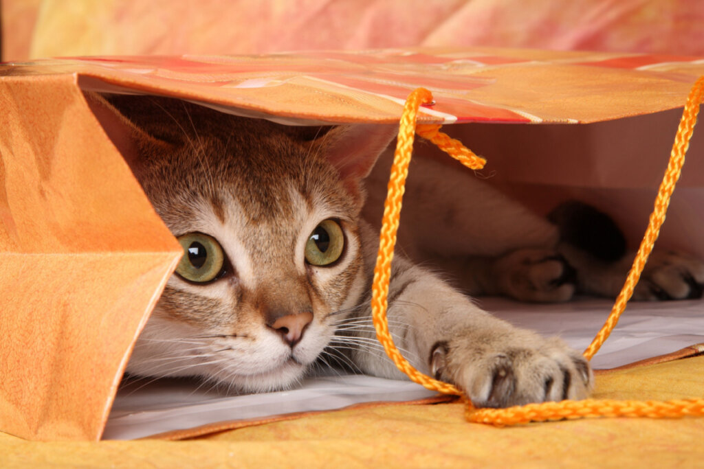 Gato em sacola de presente laranja