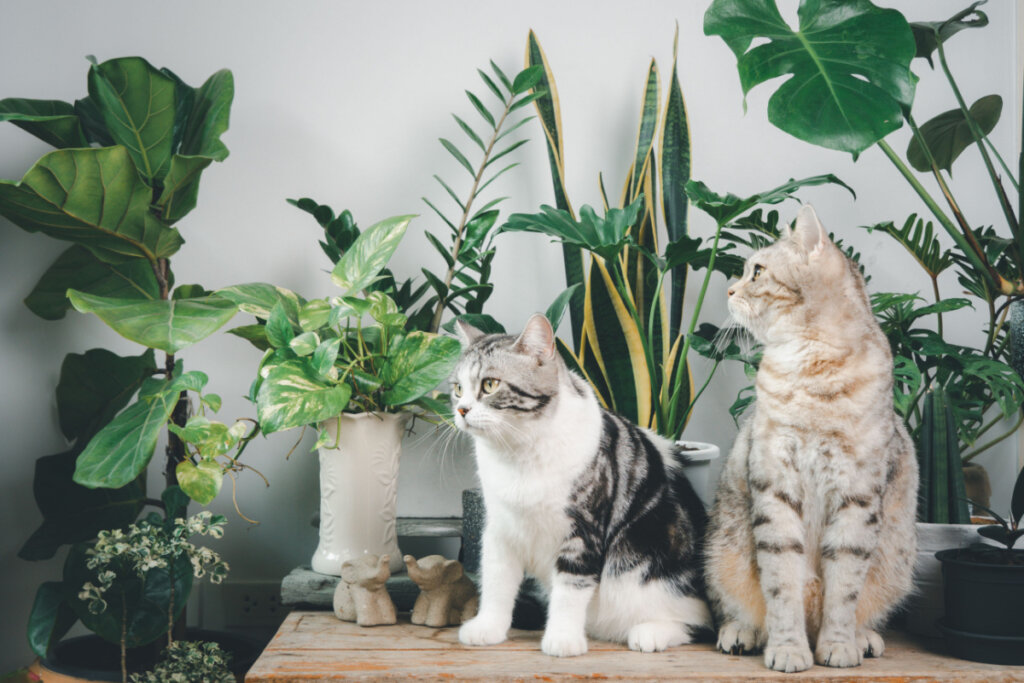 Dois gatos de pelo claro, sentados em mesa de madeira com várias plantas verdes em volta.