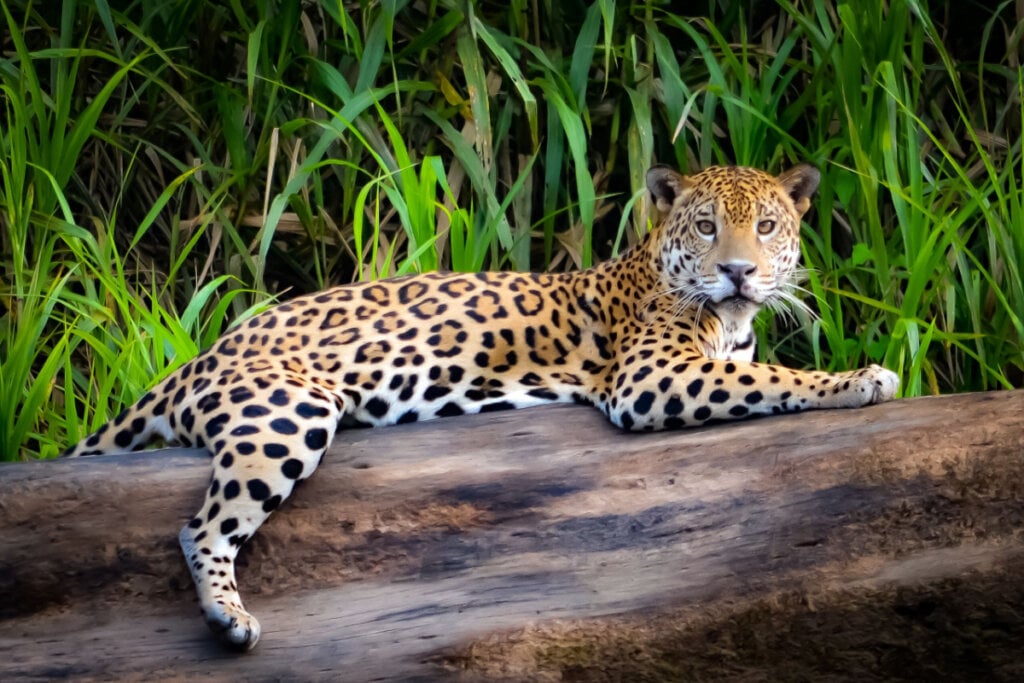 Uma onça-pintada relaxada em um tronco de árvore nas margens do rio Tambopata, na Amazônia