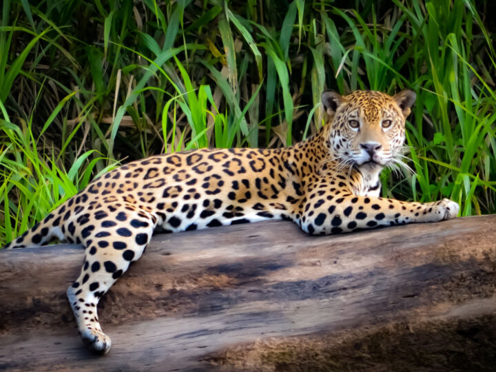 10 espécies de animais fascinantes que habitam a Floresta Amazônica 