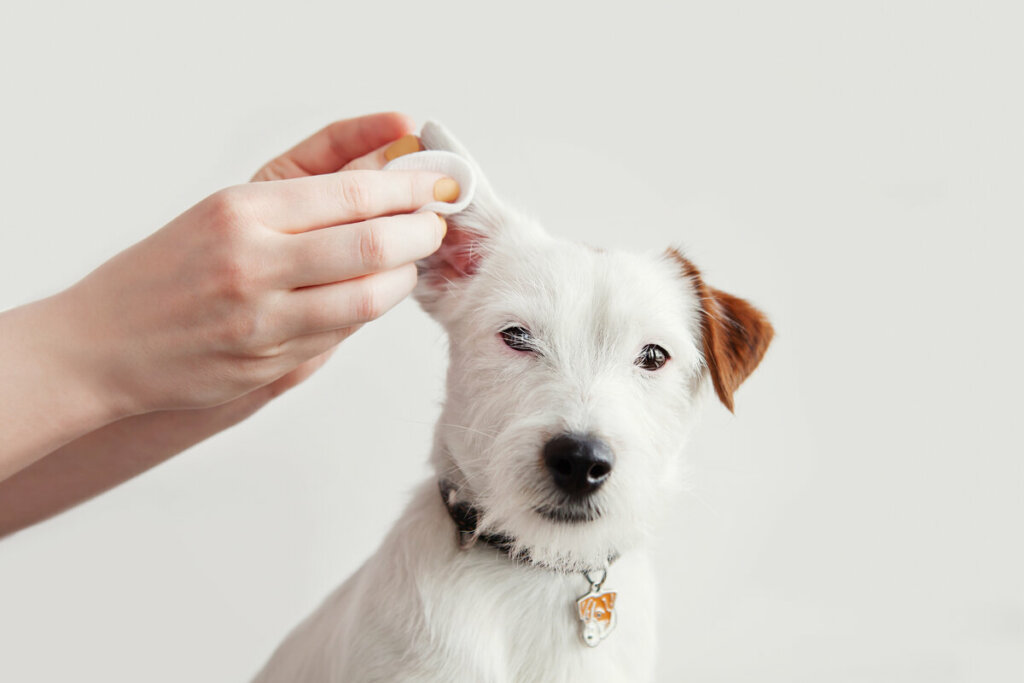 Mãos feminina limpando a orelha de um cachorro branco e marrom sentado 