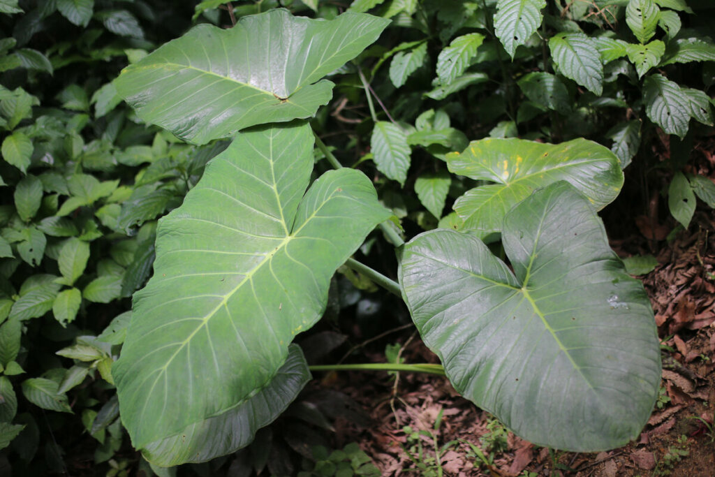 Taioba plantada em um jardim